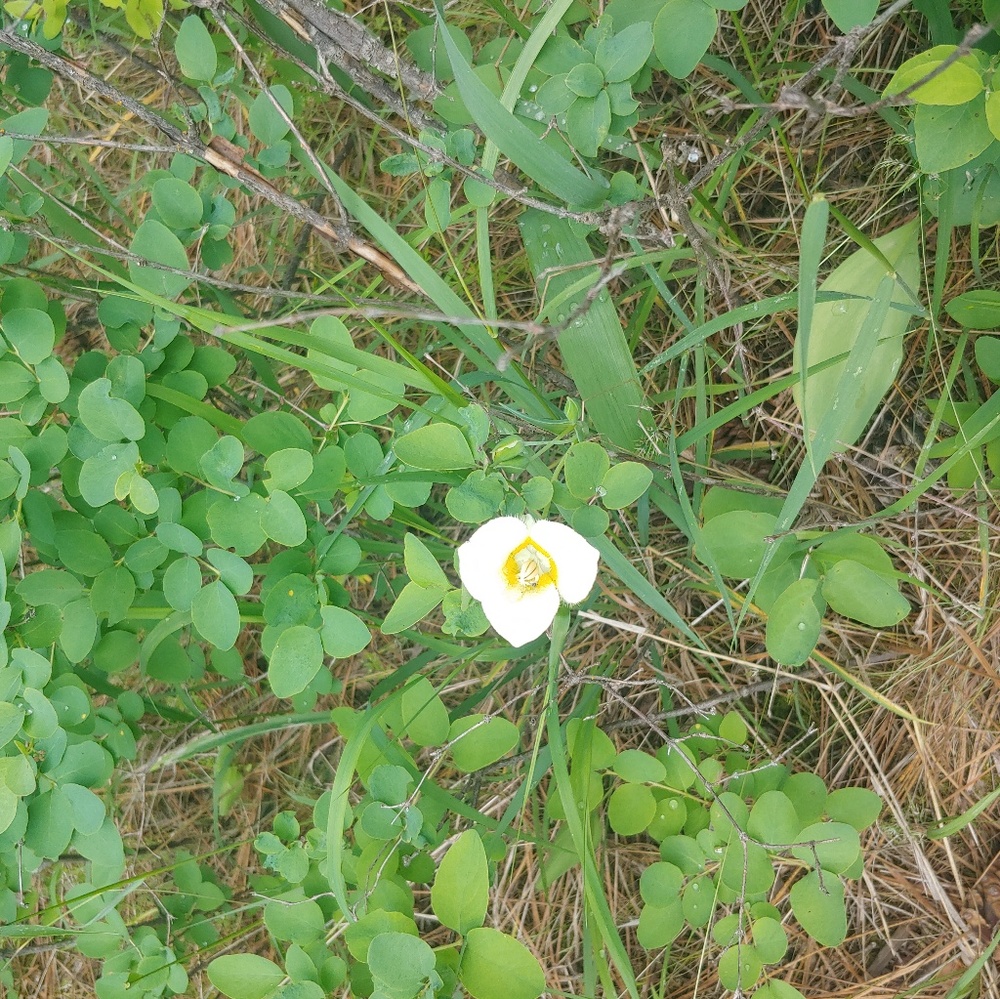 Meet your Posher, Kc